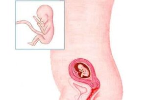 Pregnancy Week 15: Your baby is now a fetus