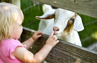 Your baby is learning at the petting zoo